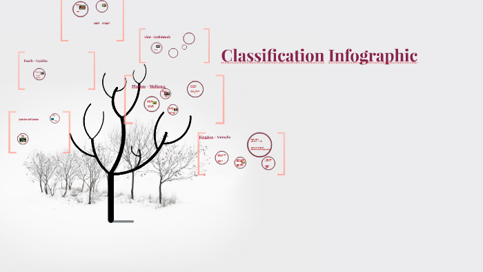 Classification Infographic by Jessie Scott on Prezi