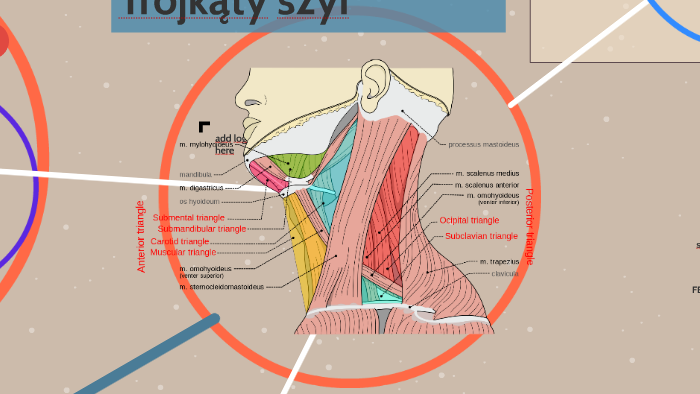 tr-jk-ty-szyi-by-grzegorz-preibisch-on-prezi