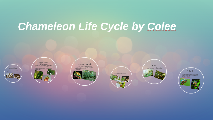 Chameleon Life Cycle Diagram