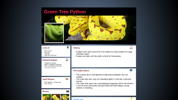 Green Tree Python by Chriss Prutsos on Prezi
