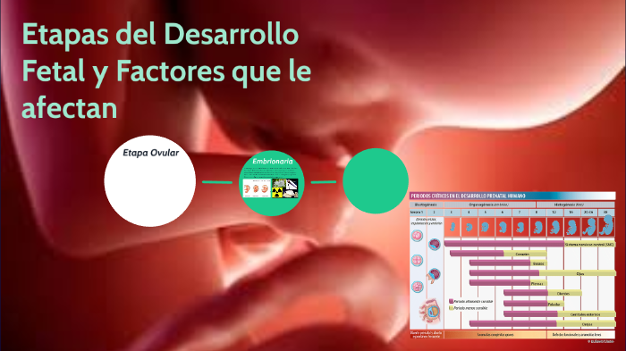 Etapas del Desarrollo Fetal y Factores que le afectan by elvia esther