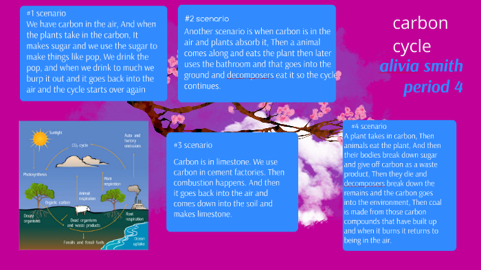 carbon cycle by alivia smith on Prezi