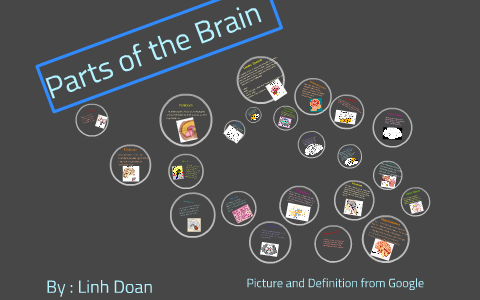 Parts of the Brain by Linh Doan on Prezi