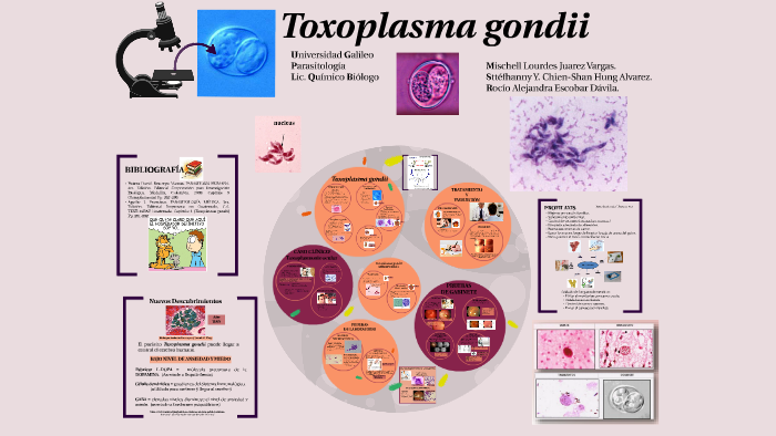 toxoplasma forma infectante toxoplasma forma infectante