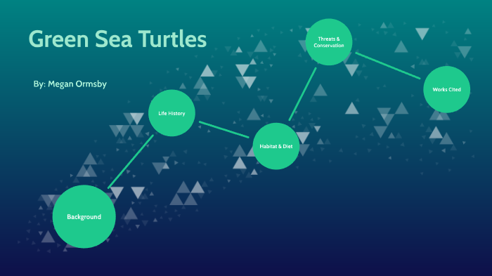 Green Sea Turtles by Megan Ormsby on Prezi