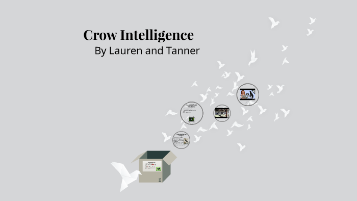 crow experiments on intelligence