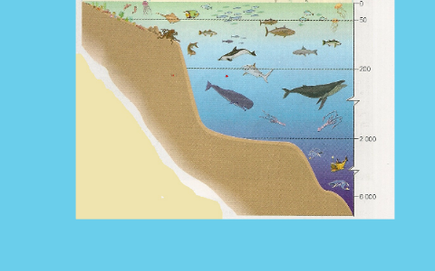 Ecosistema Marí by on Prezi Next