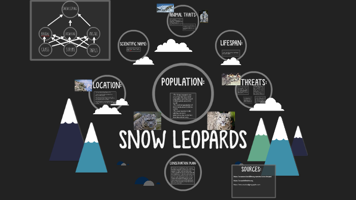 SNOW LEOPARDS By Gabriella Rivero On Prezi