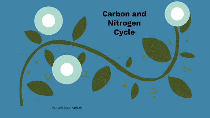 Carbon and Nitrogen Cycle by Athvait Manikantan on Prezi