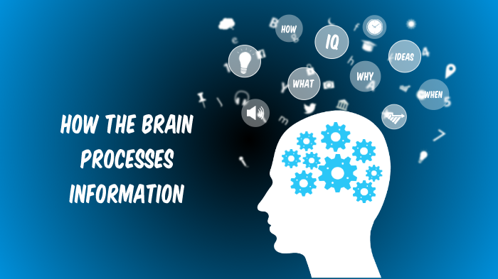 how-the-brain-process-information-by-erica-hess