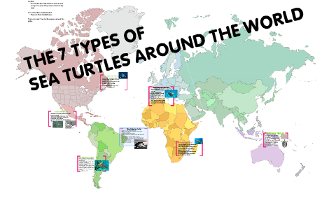 SEA TURTLES AROUND THE WORLD by Laurah Bees on Prezi