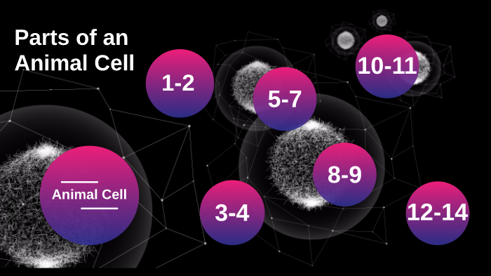 Animal cell by Stephanie Cruz on Prezi