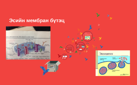 Эсийн мембран by Ц. Содгэрэл on Prezi