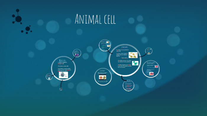 Animal cell by Vivian Diaz on Prezi