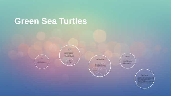 Green Sea Turtle by Claire Cooney on Prezi