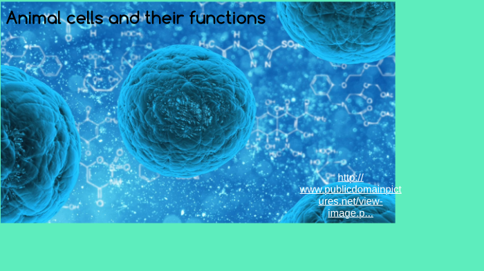 Animal cells and their functions by Quentin Coldwater on Prezi