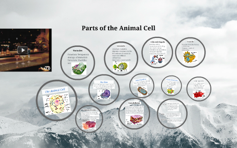 The Animal Cell by Michael Forgas on Prezi