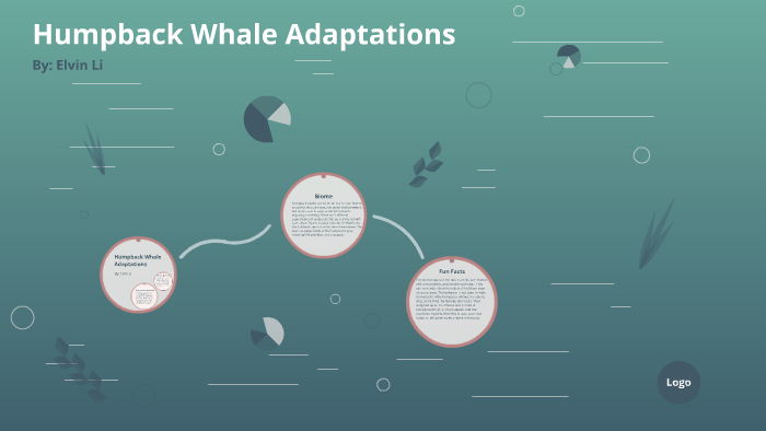 Humpback Whale Adaptations by Elvin Li on Prezi