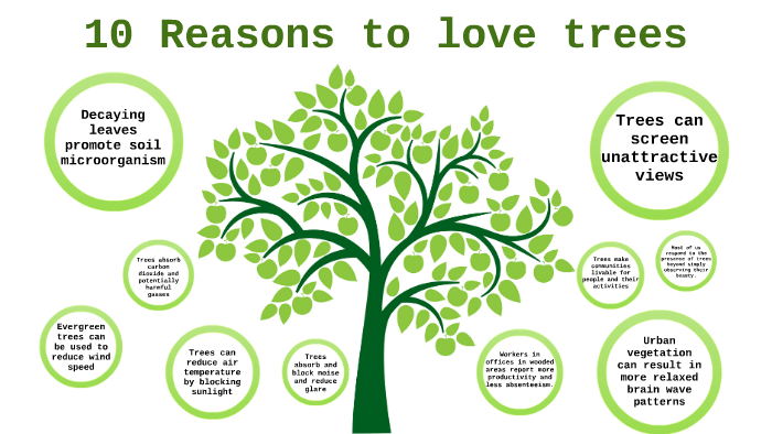 Top 10 Reasons Why We Love Trees