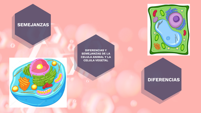 DIFERENCIAS Y SEMEJANZAS DE LA CELULA ANIMAL Y CELULA VEGETAL by