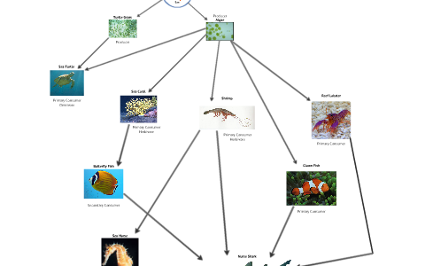 Coral Reef Food Web by Ivan Perez on Prezi