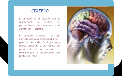 cerebro y cerebelo by Maria alejandra Muñoz peña on Prezi