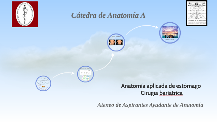 Anatomía Aplicada De Estómago By Carolina Gómez Oro On Prezi