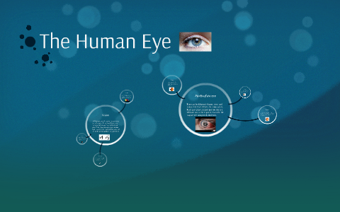 The Human Eye by Katherine Worley on Prezi