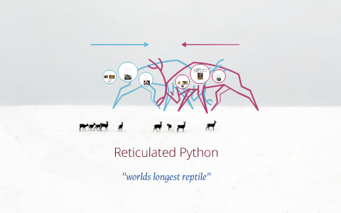Reticulated Python by dylan duval on Prezi