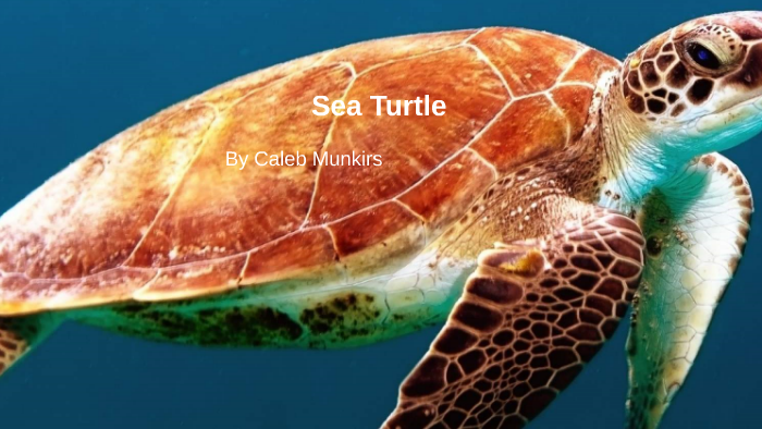 Sea Turtle by John Smith on Prezi