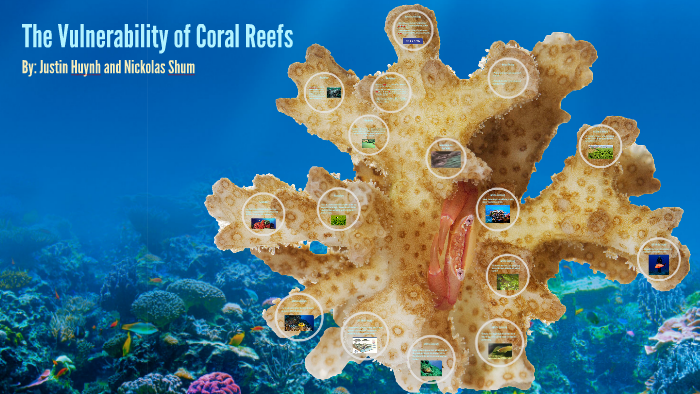 The Vulnerability of Coral Reefs by Justin on Prezi