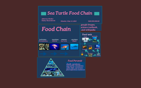 Sea Turtle Food Chain by Hailey H on Prezi