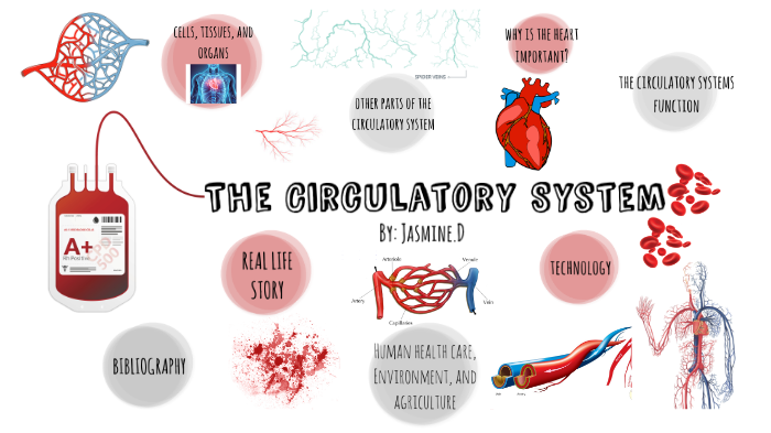 circulatory system by jasmine dhillon on Prezi