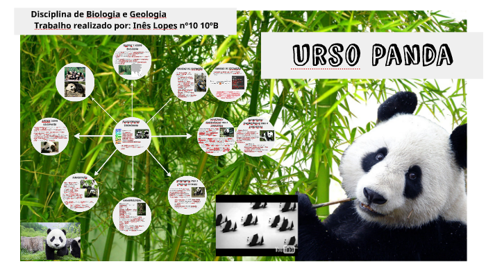 Urso panda: características, reprodução, curiosidades - Escola Kids