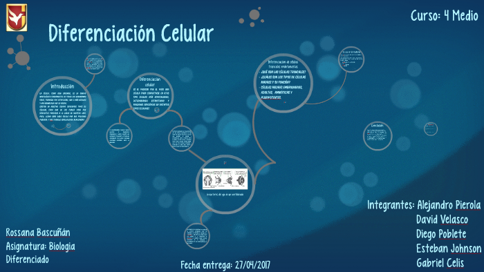 Diferenciación Celular By Gabriel Celis Celis Silva 1284