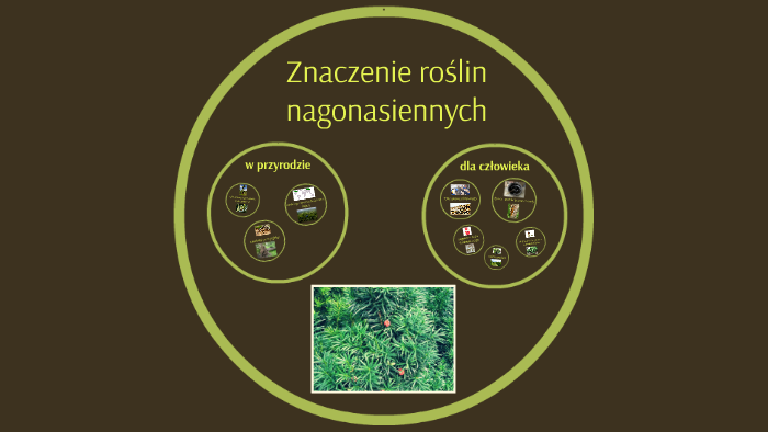 Znaczenie roślin nagonasiennych w życiu człowieka by Hubert Perlinski