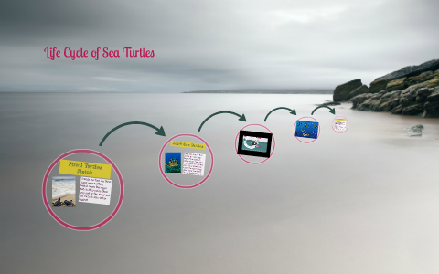 Life Cycle of Sea Turtles by Grace Toft on Prezi