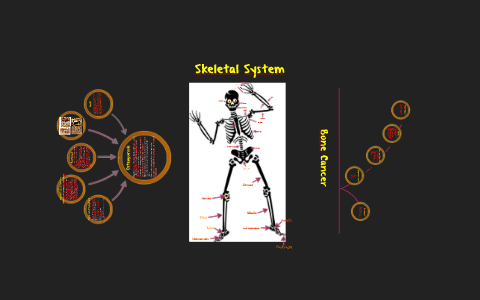 Skeletal System by Kelsey Chavez on Prezi