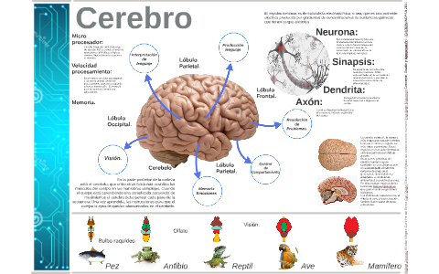 Infograma cerebro by Joaquín Nopsa