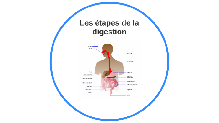 Étapes de la digestion by Nathan Woods on Prezi