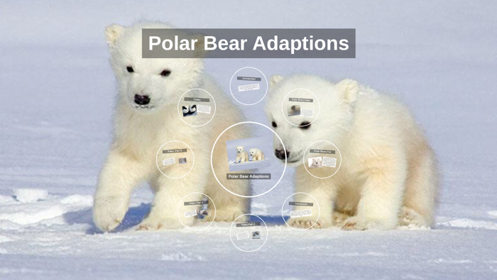 Polar Bear Adaptions By Andrew Cooper On Prezi