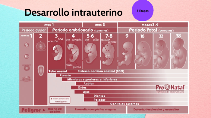 Linea de tiempo desarrollo intrauterino by Iris Hernandez on Prezi