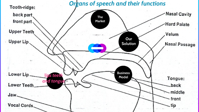 organs-of-speech-and-their-functions-by-erika-paola-mu-oz-melchor