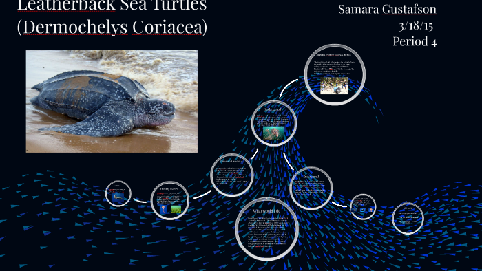 leatherback sea turtle by samara gustafson on Prezi
