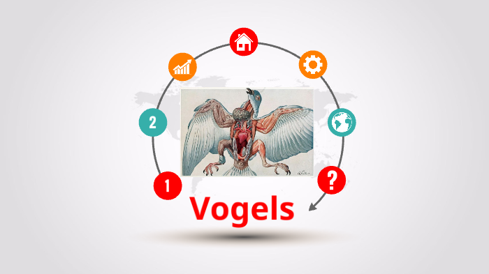Zo vrij als een "vogel" by Will Reau on Prezi
