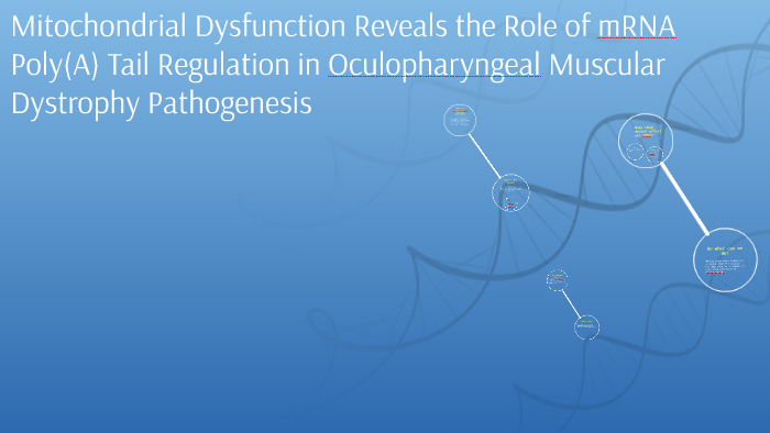 Mitochondrial Dysfunction Reveals the Role of mRNA Poly(A) T by Jadee ...