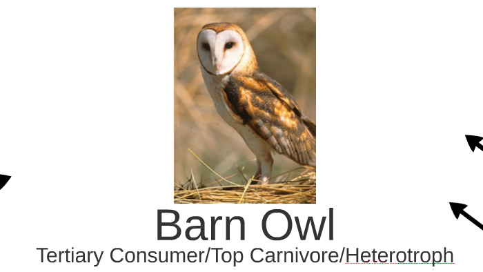 Barn Owl By Jim Whittard On Prezi