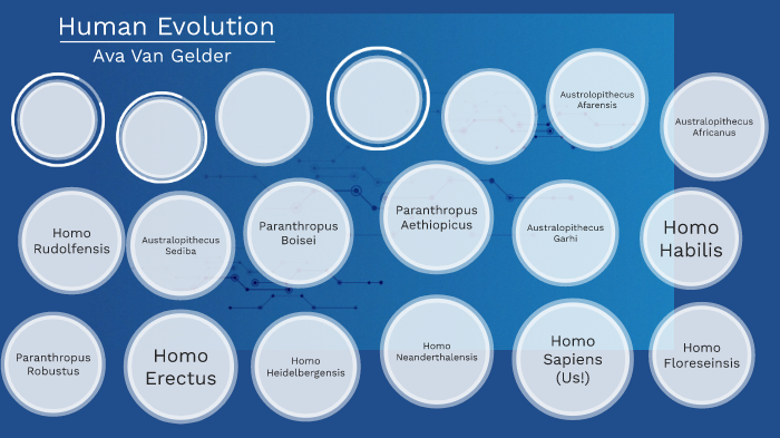 Human Evolution by Ava Van Gelder on Prezi