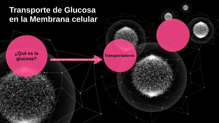 Como se transporta la Glucosa atraves de la membrana by Constanza