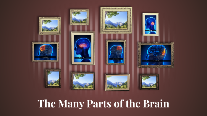 The Many Parts of the Brain by Doug Gifford on Prezi
